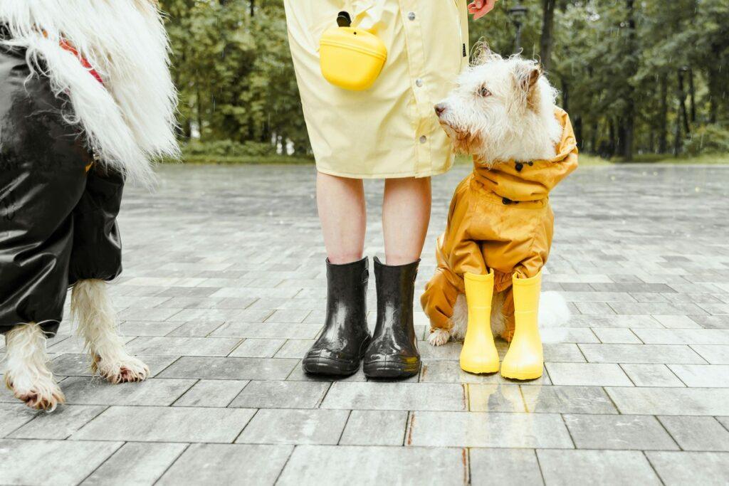 how to train a dog to wear boots - dog in yellow boots and raincoat standing beside owner in black rain boots