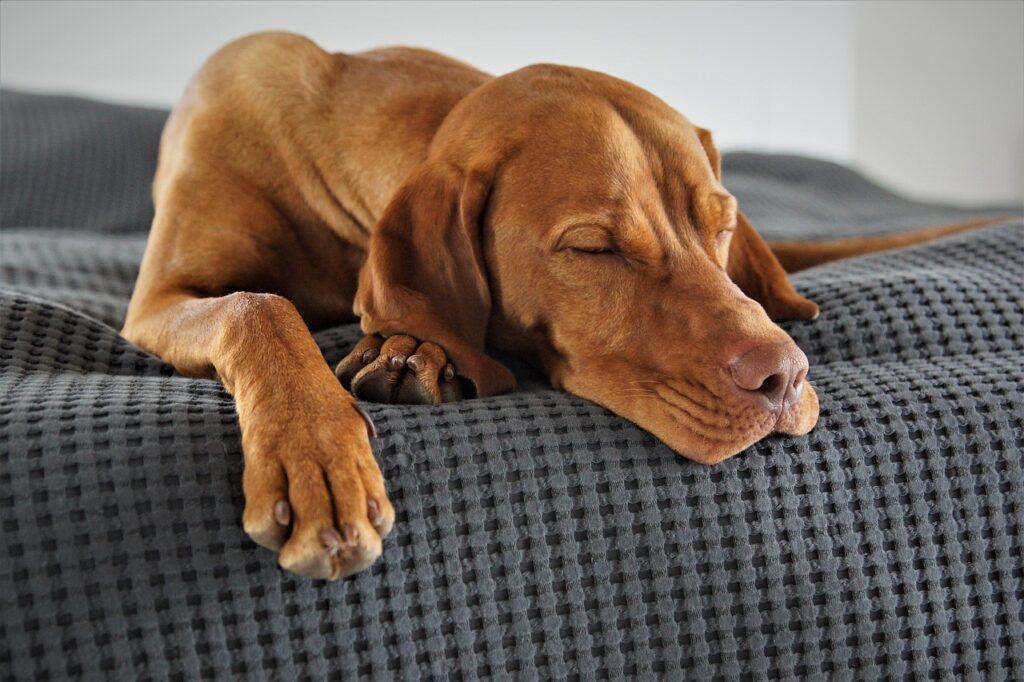 Dog lying lethargic on bed showing possible signs of vomiting white foam