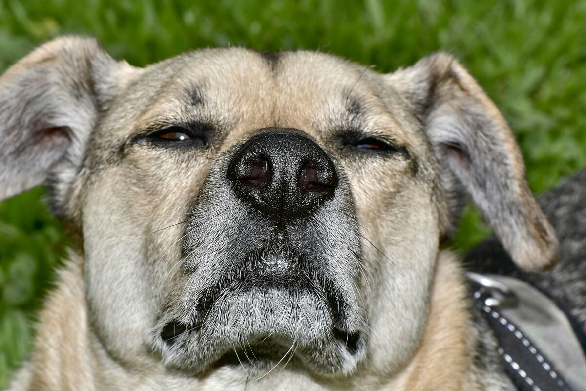 dog sneezing blood with closed eyes outdoors