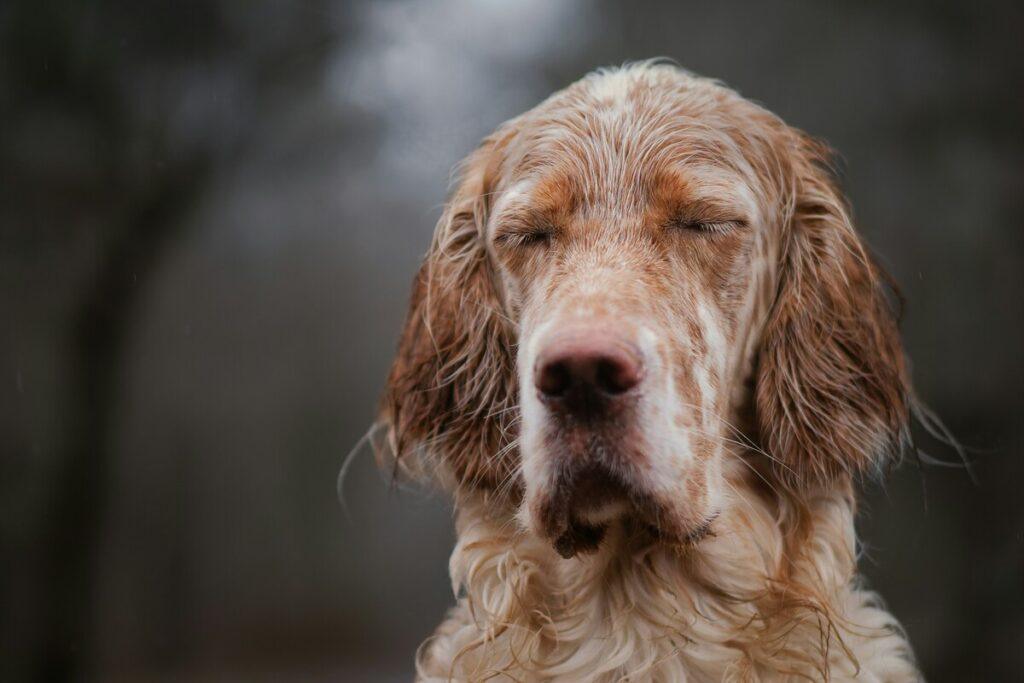 dog with stroke symptoms in the rain