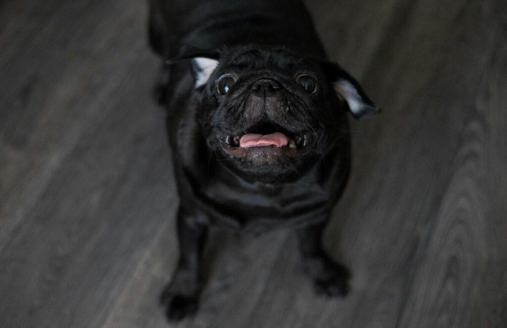 Dog suddenly afraid of hardwood floors looking anxious on dark wooden floor