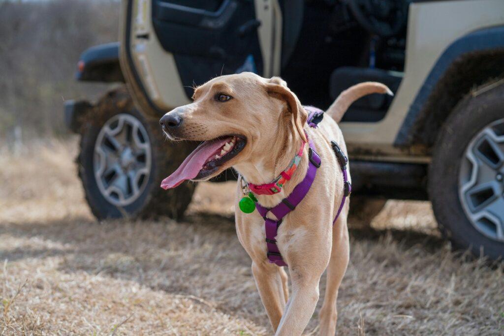 best dog seat belt harness - A happy yellow dog with a purple harness standing beside an SUV ready for adventure
