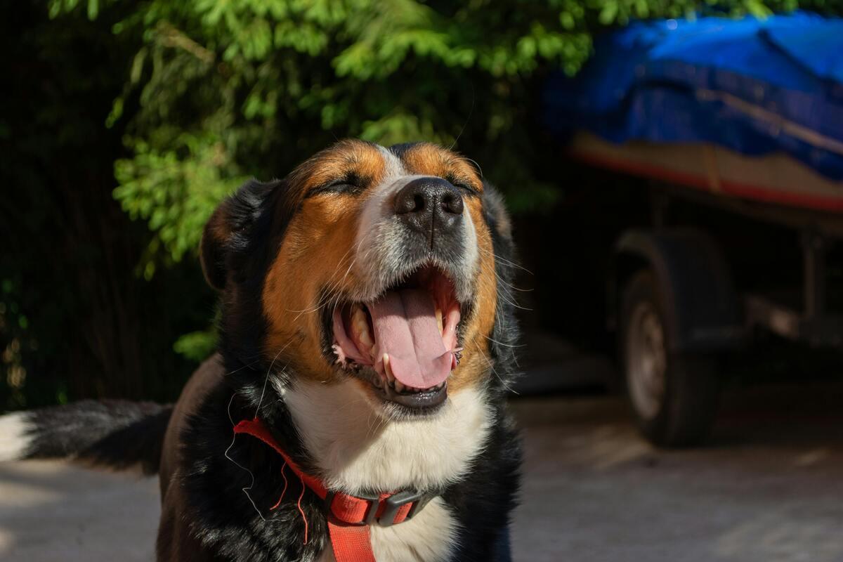 dog yawning during training session in backyard