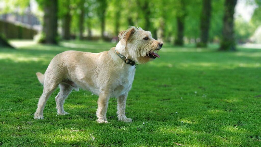 Glen of Imaal Terrier standing on green grass in park