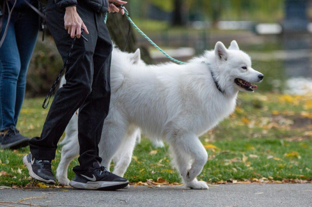 How to train a dog to ignore food on walks - Training dog to ignore street food - Samoyed walking calmly on leash