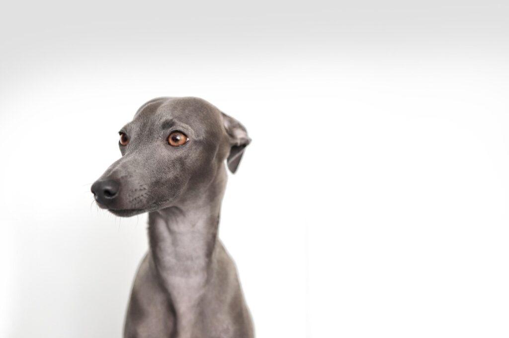 Italian Greyhound – dog breed that doesn’t smell bad
