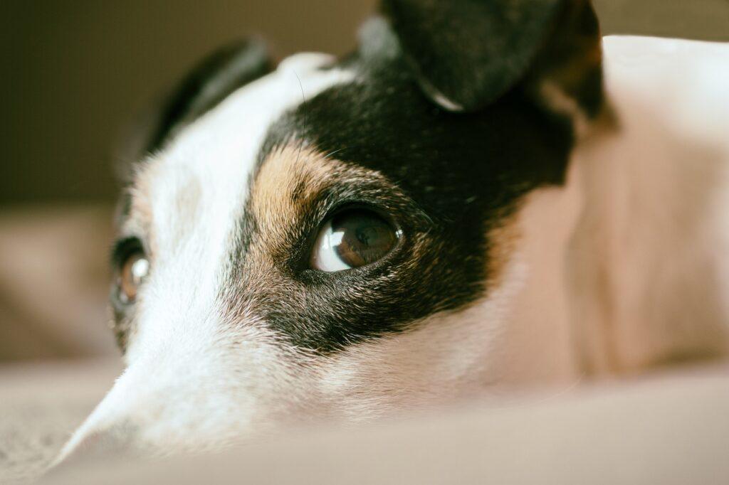Jack Russell dog looking unwell, related to dog vomiting white foam symptoms