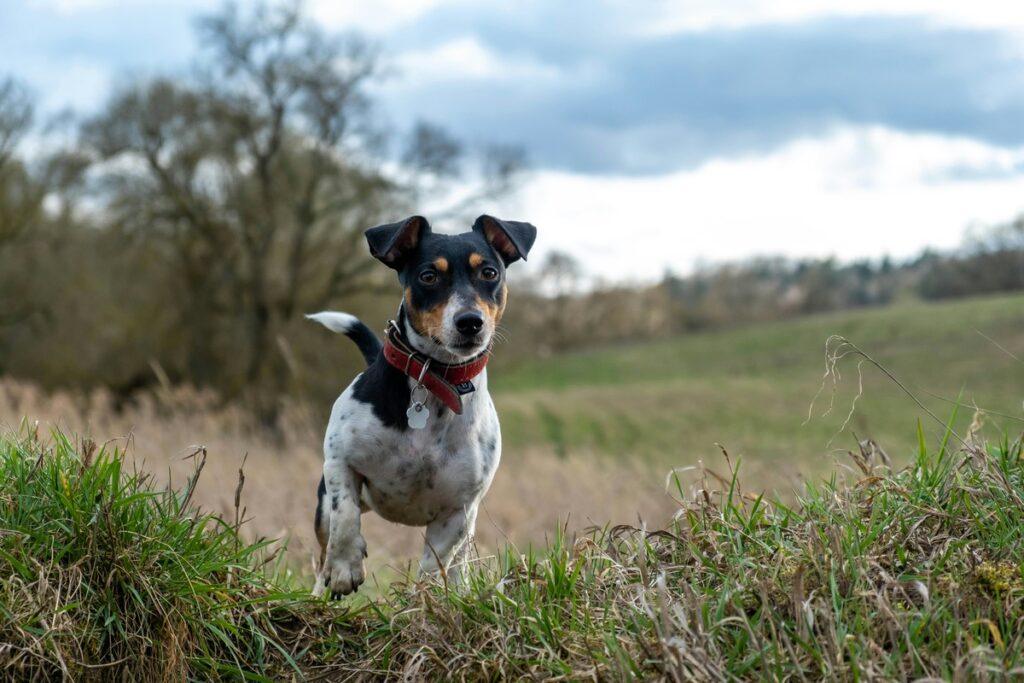 small dogs good for hiking