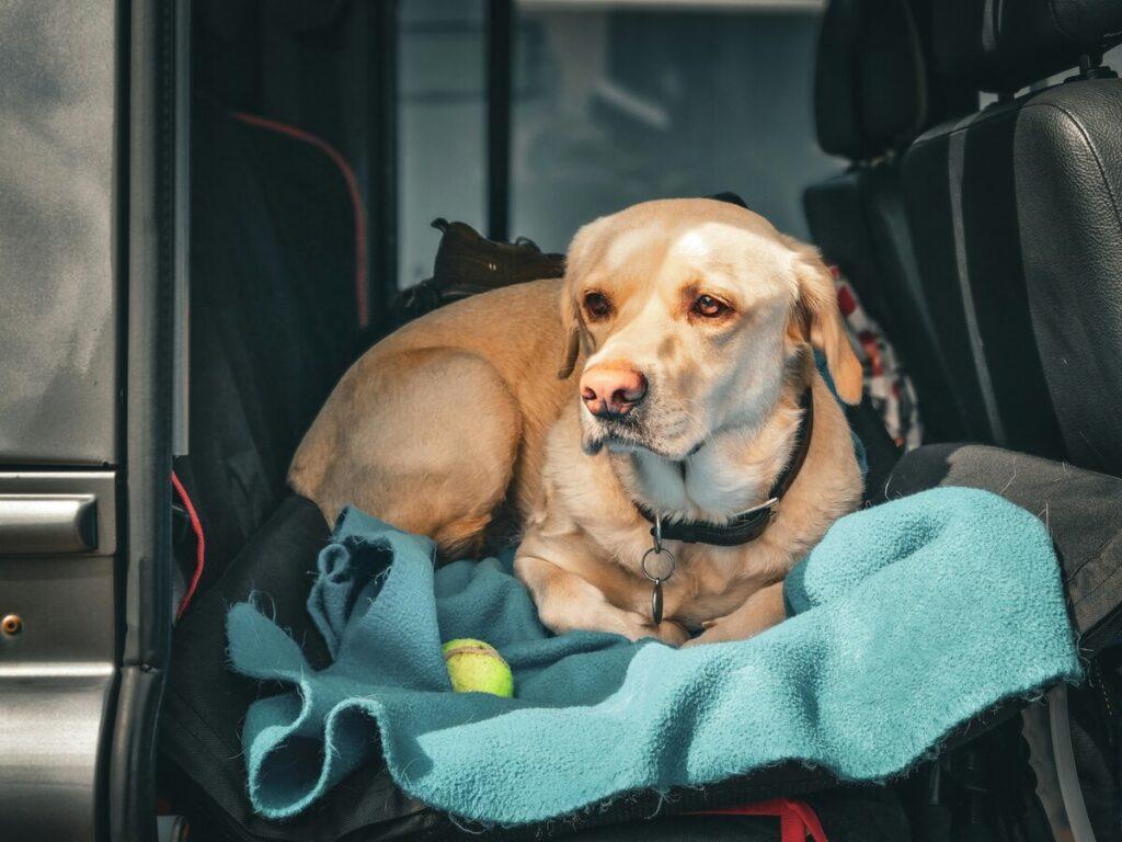 best dog car seat covers for leather seats - Black dog sleeping in a dog hammock for luxury cars