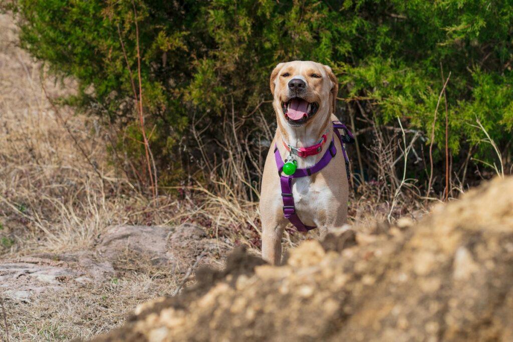 best dog breeds for hiking enthusiasts