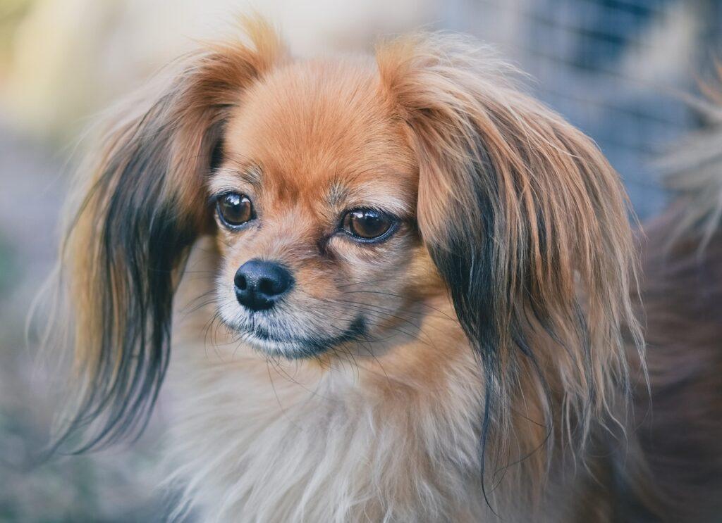 Papillon wearing long coat - one of the best dog breeds for RV living