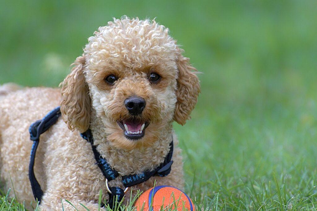 dog breeds that don't smell bad - Poodle playing on grass - one of the top odorless dog breeds