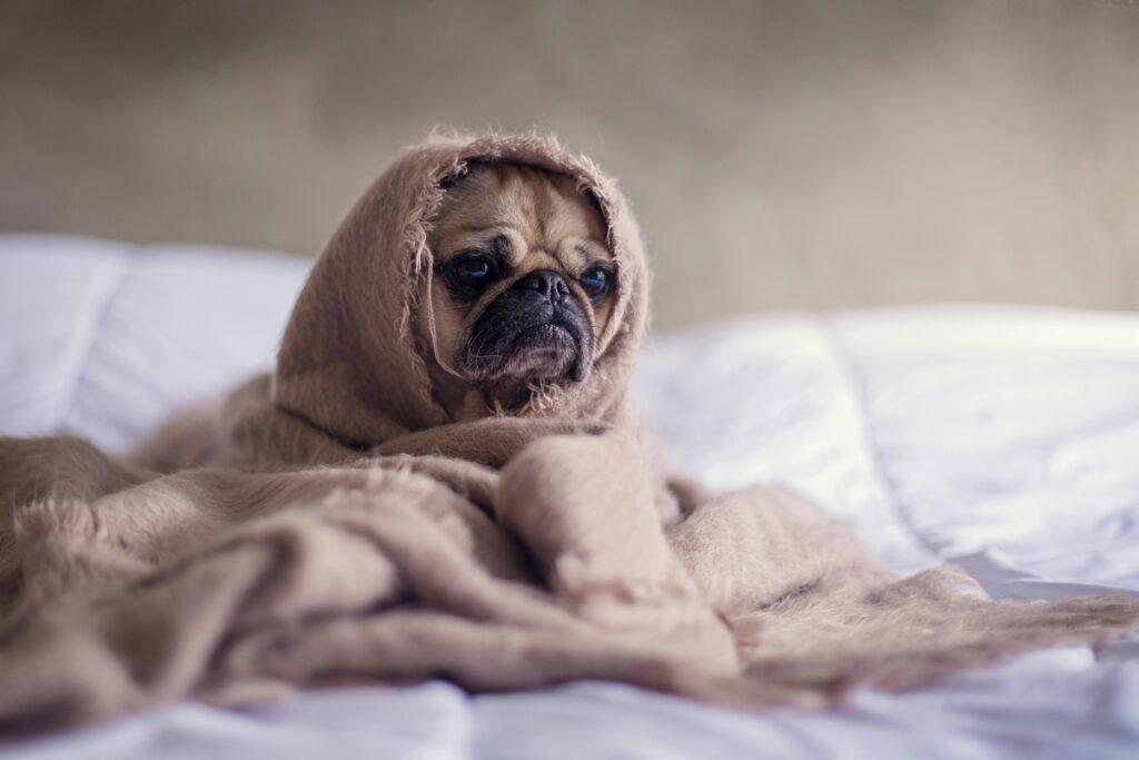 how to tell if dog has fever without thermometer - Pug dog wrapped in blanket with possible fever symptoms