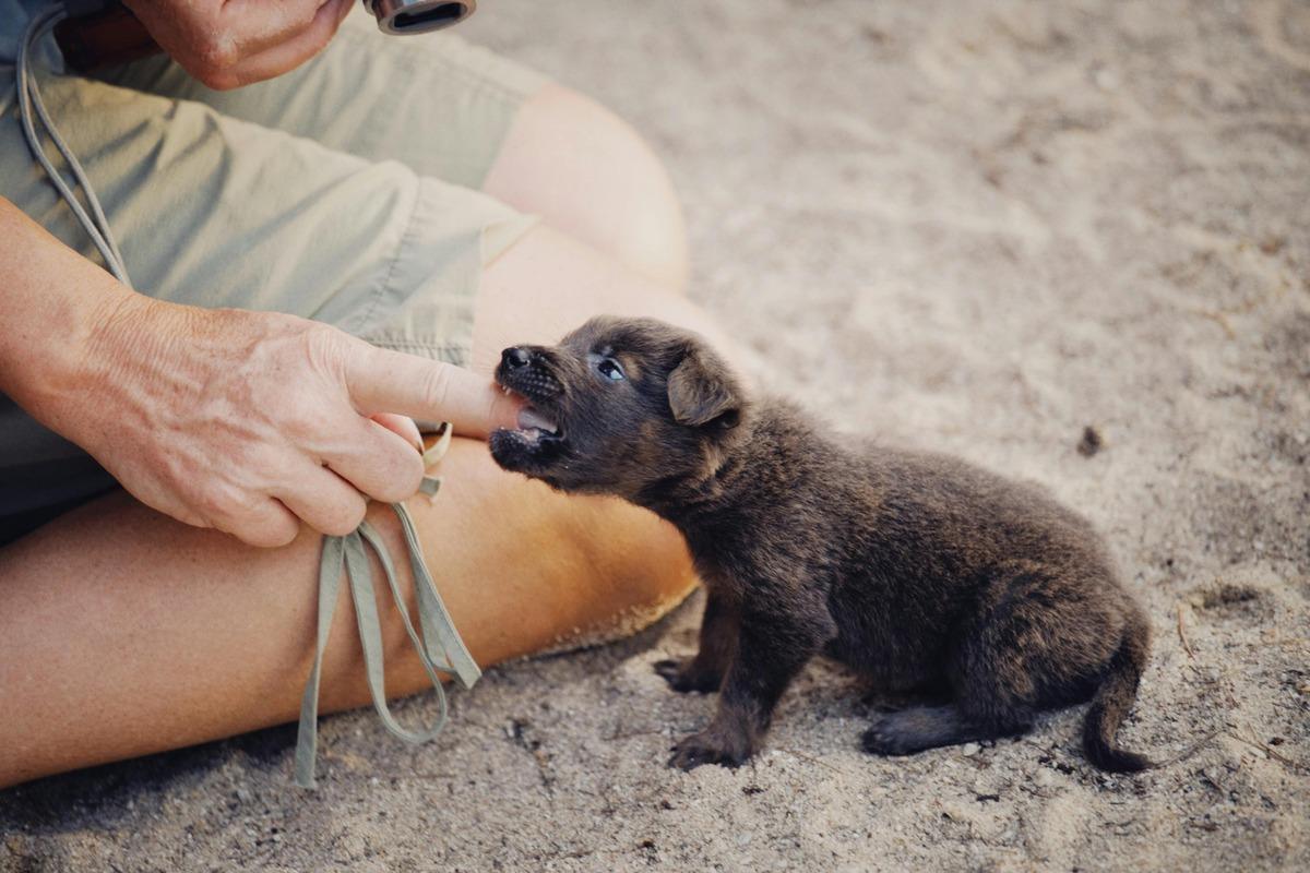 Small puppy biting a person’s finger while sitting on the ground, illustrating how to stop puppy biting hands