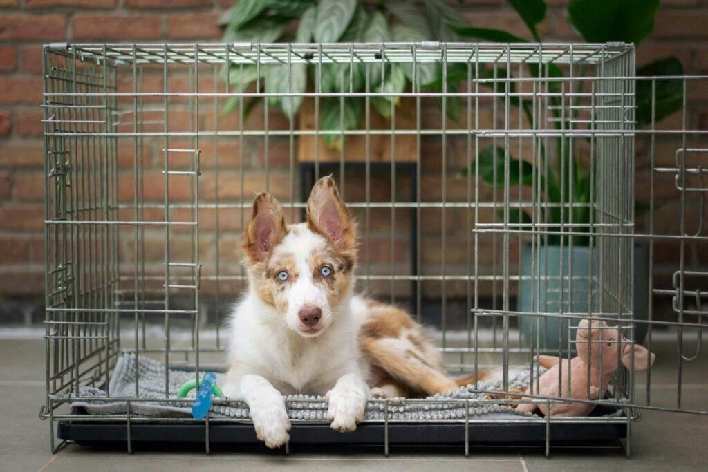 Calm puppy lying in crate, demonstrating successful crate training at night