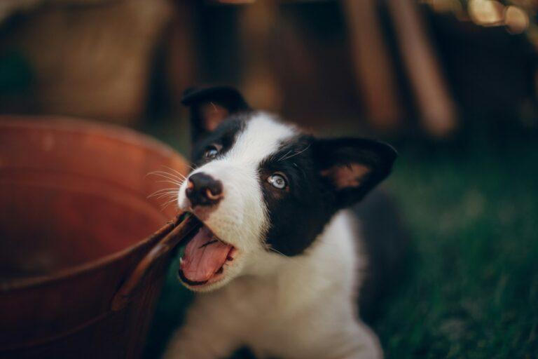 how to stop dog from chewing walls – puppy chewing wall corner