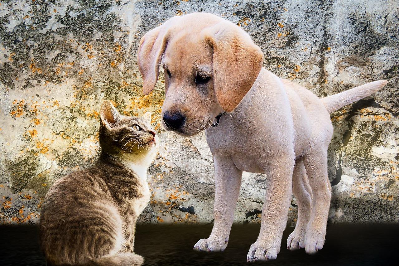 Labrador puppy gently sniffing a curious cat near an old wall, illustrating how to introduce puppies to cats