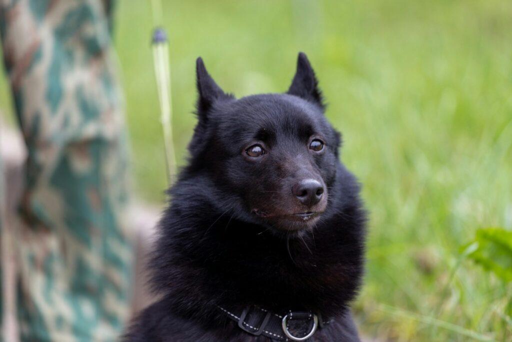 Schipperke Dog Breed closeup portrait with black fur and upright ears