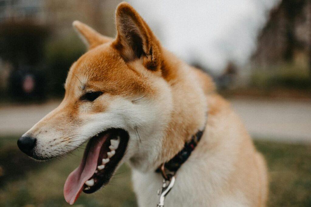 why does my dog yawn during training - shiba inu yawning while learning new tricks
