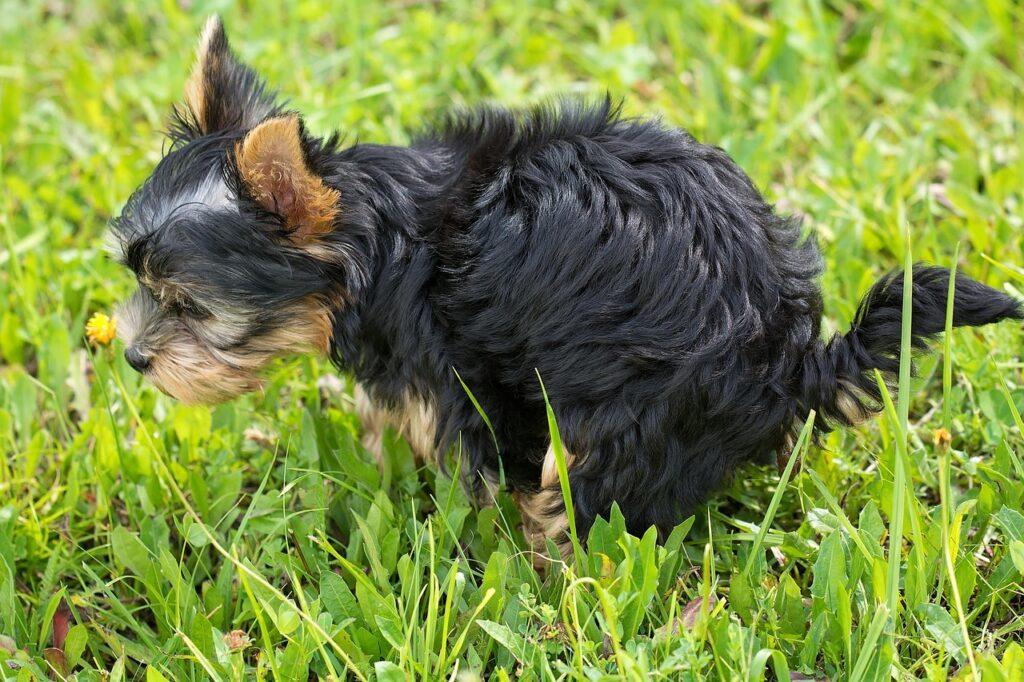Small dog pooping on grass using best dog poop bags for eco-friendly owners