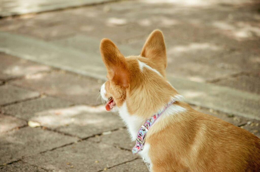 best dog collars for dogs with sensitive skin - Soft dog collar for allergies on small breed like corgi